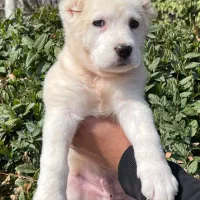 توله آلابای شجره دار