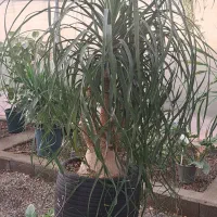 گل و گیاه تا ۴۰ درصد تخفیف|گل و گیاه طبیعی|مشهد, ولیعصر (شهرک غرب)|دیوار