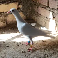 2 عدد جوجه کبوتر دانخور 2 عدد جوجه هوایی