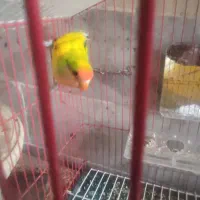 طوطی کوتوله