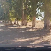 خرید و فروش و برش چوب ودرخت درکل خوزستان|خدمات باغبانی و درختکاری|اهواز, کوی باهنر|دیوار