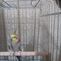 عروس هلندی سخنگو