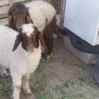 شادگان  دو بره نر