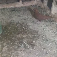 کبوتر نر و ماده کله سیاه|پرنده|اشترینان, |دیوار