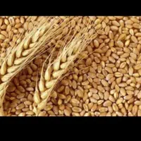 گندم پیشگام