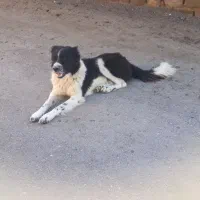 سگ قدریجونی گله ای