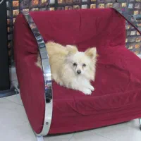 پامرین روباهی پامر|سگ|تهران, توحید|دیوار