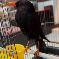 گرینچیک شاه طوطی ملنگو کاسکو لوری مرغ مینا فنچ