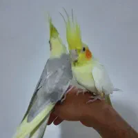 عروس هلندی مولدسوپرتاج دستی سخنگو.سهره.انگشترقناری|پرنده|کرمانشاه, |دیوار