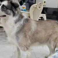 سگ بزرگ