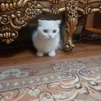 اسکاتیش ماده