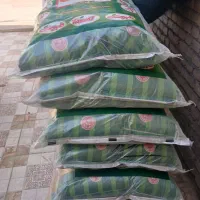 برنج دانه بلند طبیعت