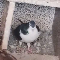 کفتر خوش رنگ نر
