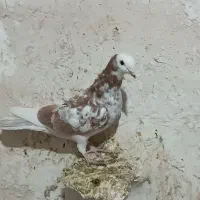 ۱۰تا پرنده معاوضع