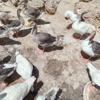 غاز|حیوانات مزرعه|خرم‌آباد, |دیوار