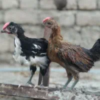 دو عدد جوجه خروس گلین لری