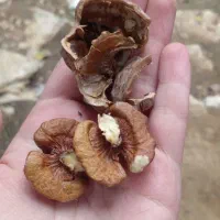 گردو کیلویی ۳۰۰ هزار تومان|خوردنی و آشامیدنی|اطاقور, |دیوار