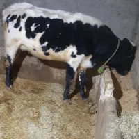 گاو گوساله فروشی|حیوانات مزرعه|قیدار, |دیوار