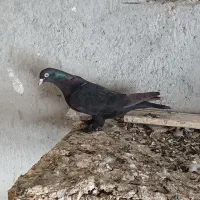 سه عدد ترکیه