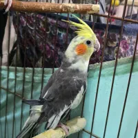 عروس هلندی نر سخن گو