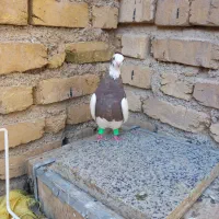 کبوتر طوقی شازده نر و ماده|پرنده|فیروزآباد (فارس), |دیوار