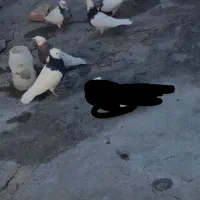 کبوتر طوقی درجه یک