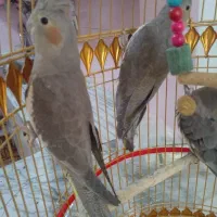 ۳ عدد عروس هلندی با قفس .