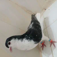 کفتر چادری طلا