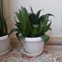 گل خانگی