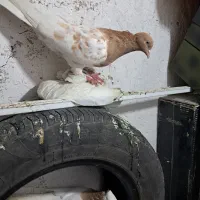 کله سیاه ماده دم سفید ماده