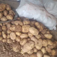 سیب خاکی|عمدهفروشی|دوتپه, |دیوار