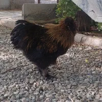 فروش دوتا خروس ابریشمی|حیوانات مزرعه|کهریزک, |دیوار