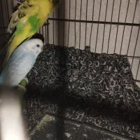 عروس هلندی مرغ عشق