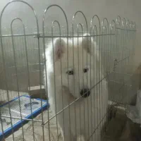 سامویید|سگ|اسلامشهر, شهرک قائمیه|دیوار