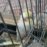 یک عدد|پرنده|اصفهان, سروستان|دیوار
