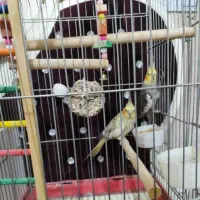 یک جفت عروس هلندی مولد|پرنده|کرج, کیانمهر|دیوار