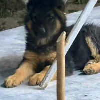 توله سگ ژرمن