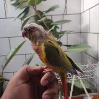 طوطی گرینچیک