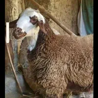 گوسفند وبره نر چاق گوشتی جهت مراسمات