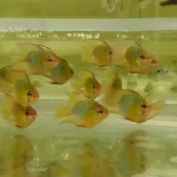 رامیزی بالن وارداتی (عمده)