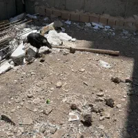 بوقلمون کرچ به همراه ۱۲تا جوجه ۲۲ روزه
