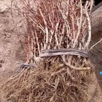 نهال زرشک|خدمات باغبانی و درختکاری|بیرجند, |دیوار