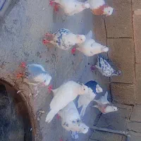 فروش طوقی و فقط فقط معاوضه با گندم یا هفت دانه|پرنده|چرام, |دیوار