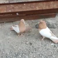 یک جفت سینه زرد.|پرنده|ایلخچی, |دیوار