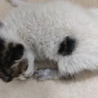 واگذاری رایگان گربه