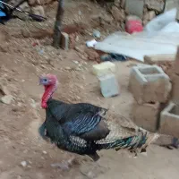 بوقلمون نر و ماده