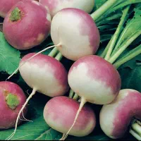 شلم تازه درجه یک (شلغم)|خوردنی و آشامیدنی|شباب, |دیوار