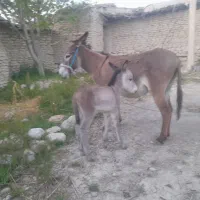 یک راس ماده خر با کره ماده جوان و سرحال