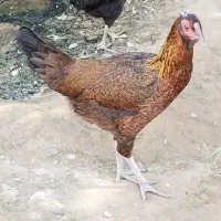 معاوضه مرغ و خروس آواز خوان|پرنده|جیرفت, |دیوار