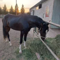 اسب یه سر خارجی